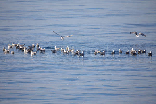 flock of European Herring Gulls, Larus argentatus Stock photo © artush