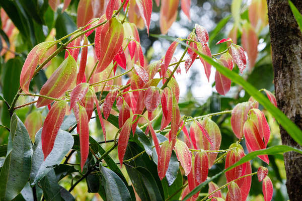 Cinnamon Tree - Cinnamomum zeylanicum Stock photo © artush