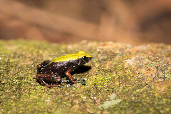 black and yellow frog Climbing Mantella, Madagascar Stock photo © artush