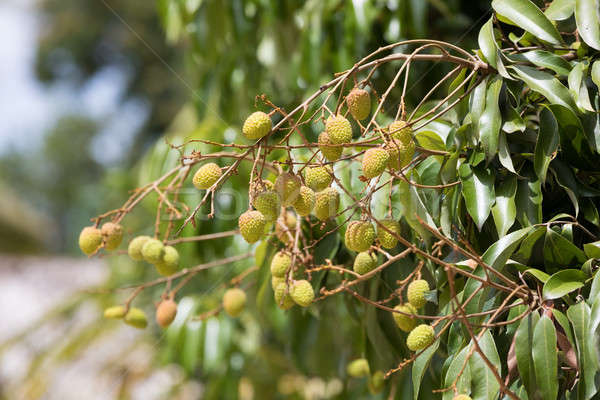 Unripe exotic fruit Lychee, madagascar Stock photo © artush