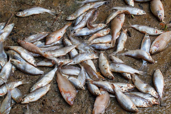 Pile of caught sea fish Stock photo © artush