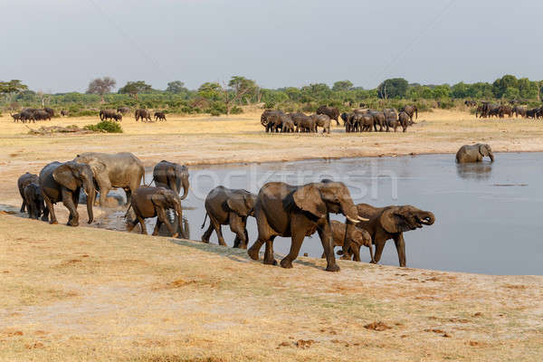 several heard of African elephants at waterhole Stock photo © artush