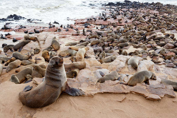 huge colony of Brown fur seal - sea lions in Namibia Stock photo © artush