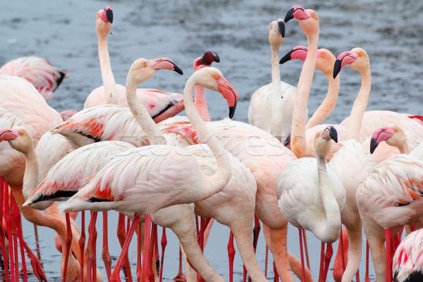 Stock foto: Rosig · Flamingo · Kolonie · Namibia · riesige · Wüste