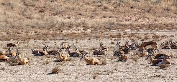 herd of springbok Stock photo © artush