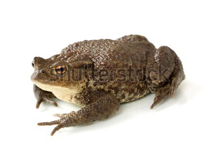 Common toad, bufo bufo, isolated  Stock photo © artush