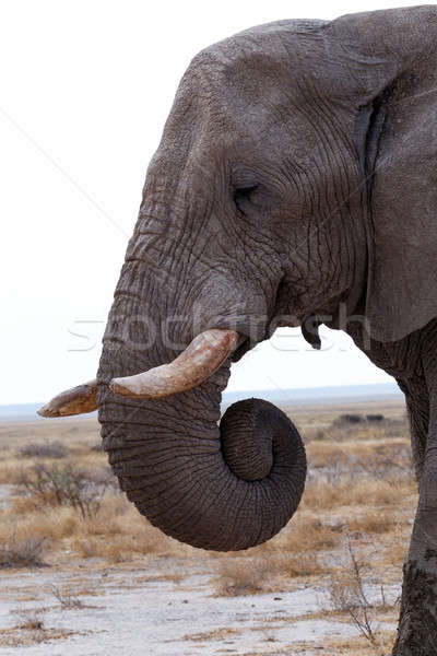 big african elephants on Etosha national park Stock photo © artush