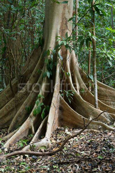 massive tree is buttressed by roots Tangkoko Park Stock photo © artush