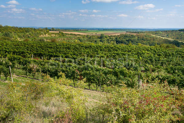 Vineyards under Palava. Czech Republic Stock photo © artush