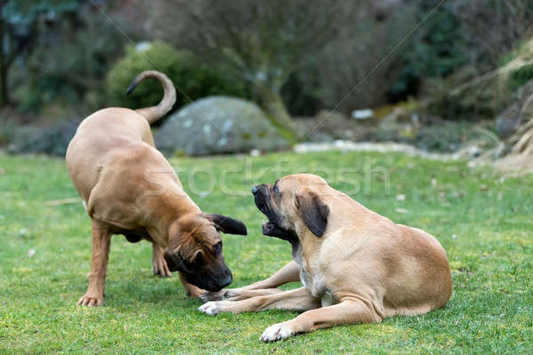 Feminino mastim dois jovem jogar ao ar livre Foto stock © artush