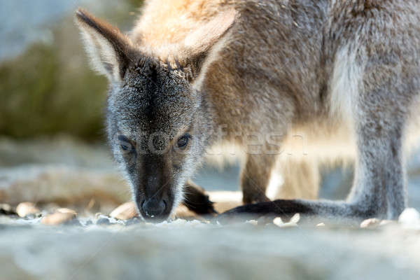 Closeup of a Red-necked Wallaby baby Stock photo © artush