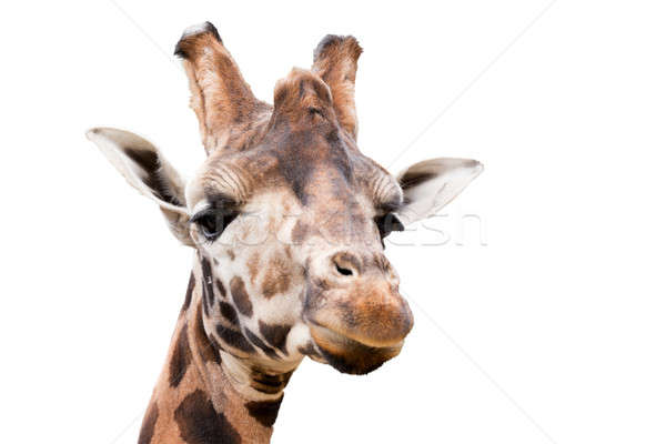 young cute giraffe Stock photo © artush