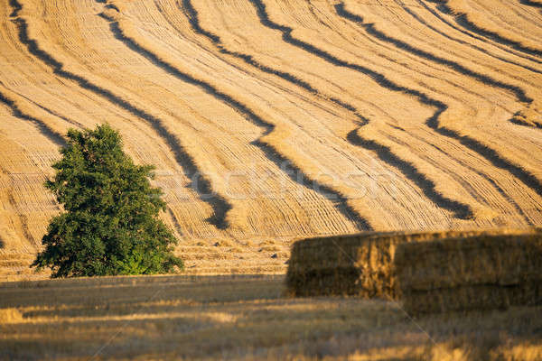 harvested field with straw lines Stock photo © artush