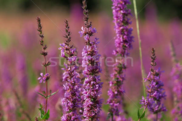 Tall pink  flowers in summer meadow Stock photo © artush