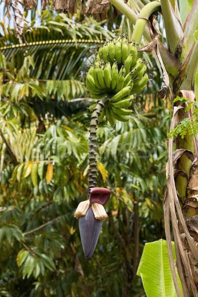 flower of the banana tree Stock photo © artush