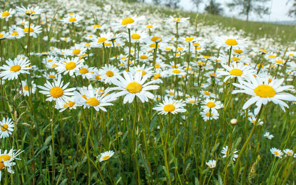 Stock foto: Weiß · Blumen · Wiese · Blume · Frühling