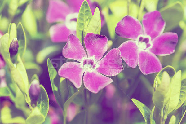 violet flowers background or backdrop Stock photo © artush