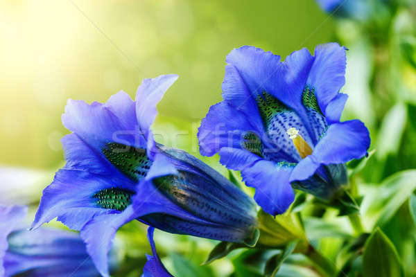Foto d'archivio: Tromba · blu · fiore · di · primavera · giardino · luce · del · sole · primavera