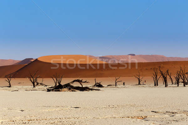 Sossusvlei beautiful landscape of death valley Stock photo © artush