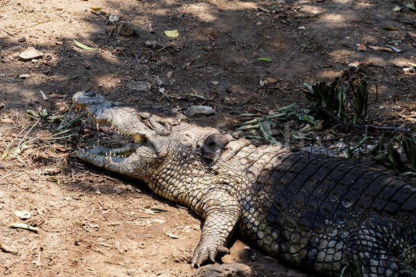 Portrait of a Nile Crocodile Stock photo © artush