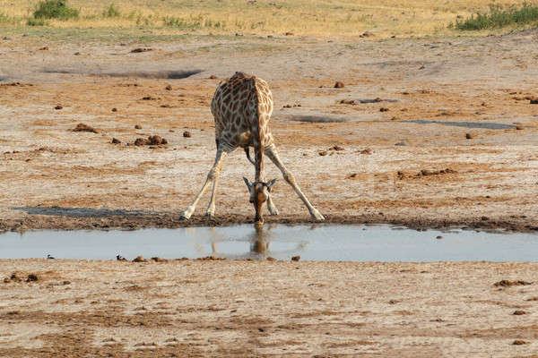 Giraffa camelopardalis drinking in national park, Hwankee Stock photo © artush