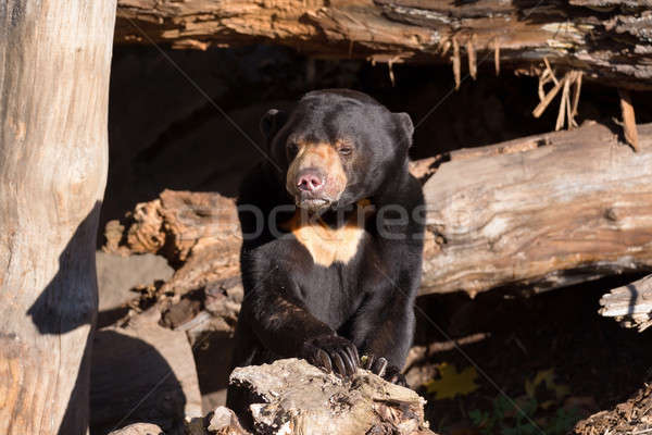 Sun bear also known as a Malaysian bear Stock photo © artush