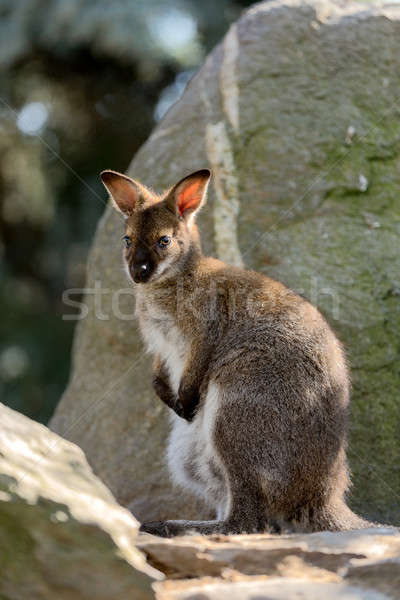 Closeup of a Red-necked Wallaby baby Stock photo © artush