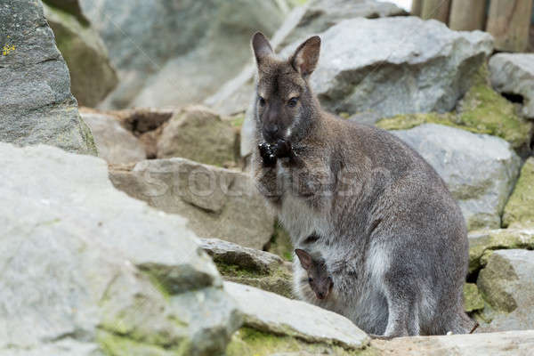 Closeup of a Red-necked Wallaby Stock photo © artush