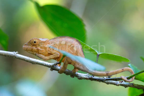 Camaleón grande especies pequeño rama espera Foto stock © artush