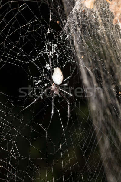 Duży biały pająk Madagaskar ludzi parku Zdjęcia stock © artush