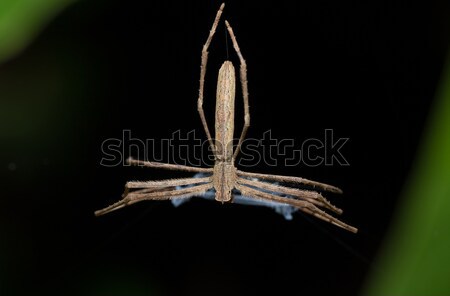 Ogre-Faced spider (Deinopis subrufa) Madagascar Stock photo © artush