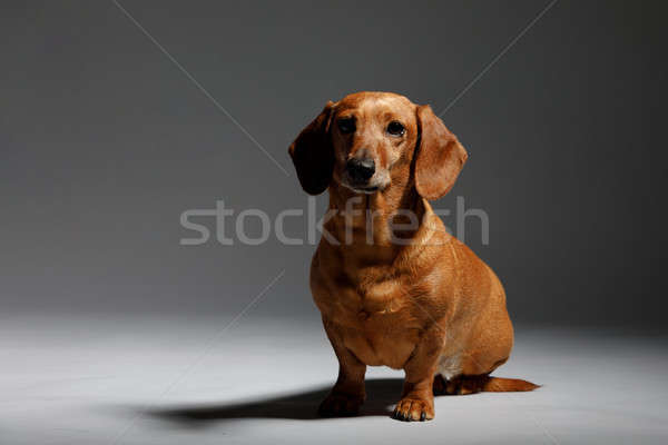 Imádnivaló kis kutya tacskó stúdiófelvétel portré állat Stock fotó © artush