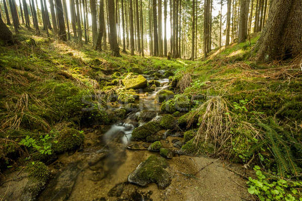 Falls on the small mountain river in a forest Stock photo © artush