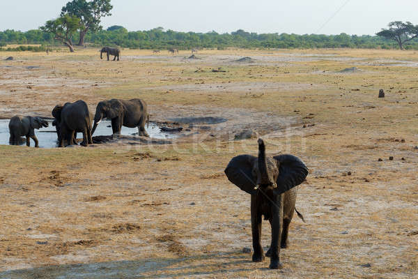 Stado Afryki słonie pitnej błotnisty parku Zdjęcia stock © artush