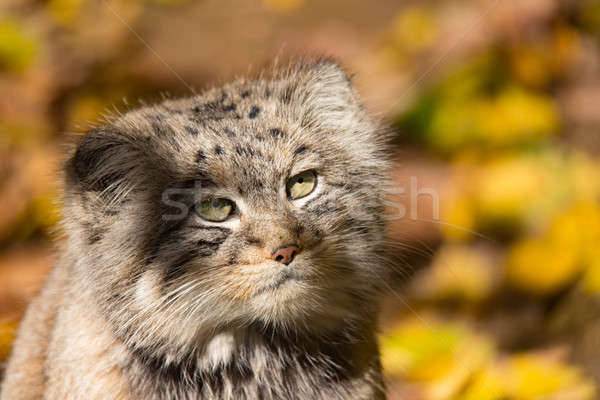 beautiful wild cat, Pallas's cat, Otocolobus manul Stock photo © artush