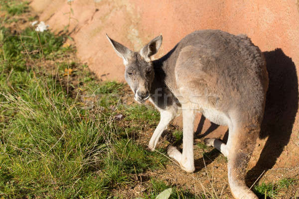 Rot Känguru cute entspannenden Freien Stock foto © artush