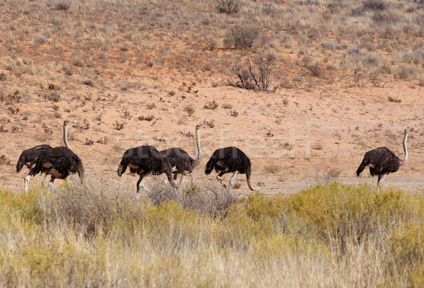 Strauß Südafrika Tierwelt Fotografie Frühling Natur Stock foto © artush