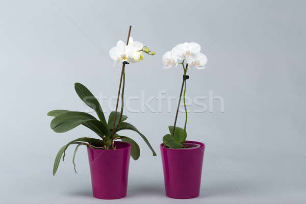 Zdjęcia stock: Romantyczny · biały · Orchidea · puli · szary · studio