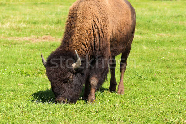 Bison einfach Herde grünen Gras Stock foto © artush