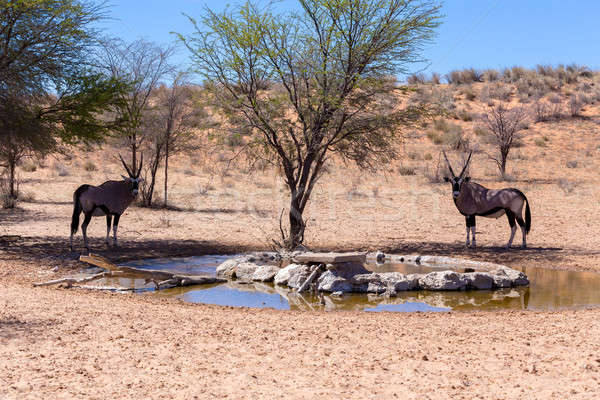 Park Dél-Afrika iszik víz lyuk természet Stock fotó © artush