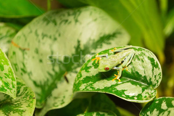 Red eyed frog Agalychnis callidryas Stock photo © artush