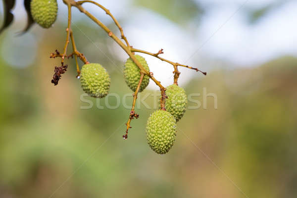 Unripe exotic fruit Lychee, madagascar Stock photo © artush