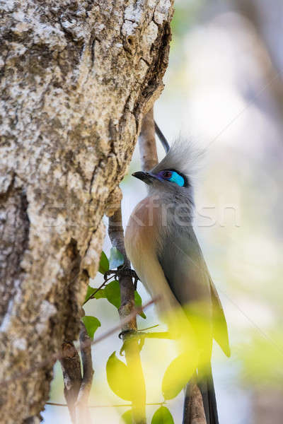 Crested coua bird (Coua cristata) Madagascar Stock photo © artush