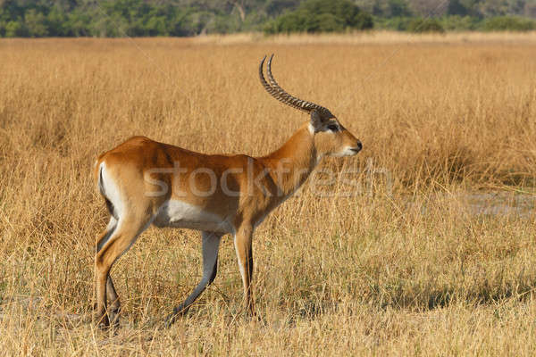 southern lechwe in Okavango, Botswana, Africa Stock photo © artush