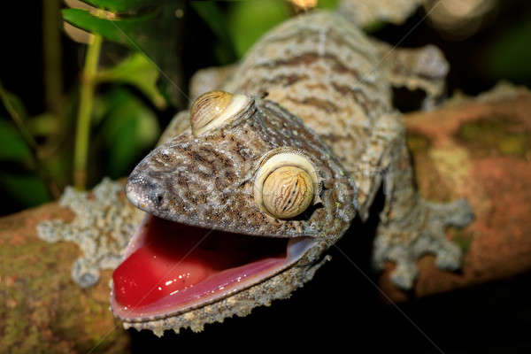 Riese gecko Madagaskar neugierig Park Reserve Stock foto © artush