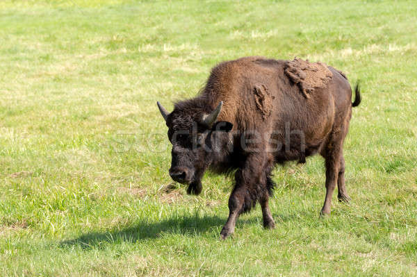 Bison einfach Gras Natur Sommer Stock foto © artush