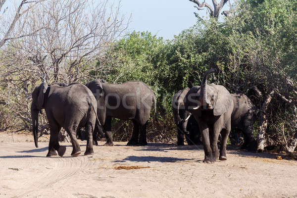 Stock photo: African Elephant in Chobe National Park