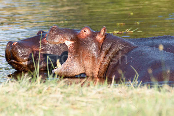 Stock photo: Two fighting young male hippopotamus Hippopotamus