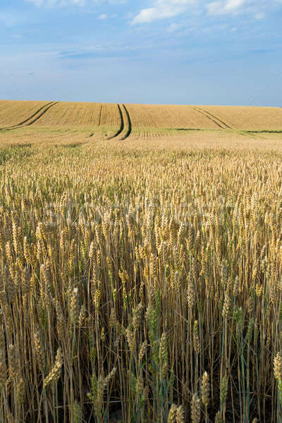 ストックフォト: 麦畑 · 夏 · 時間 · 田園風景 · 雲