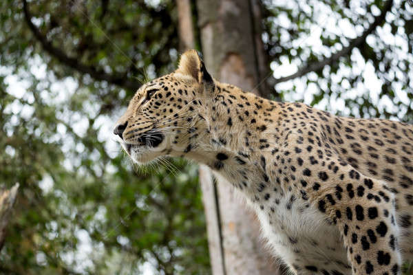голову выстрел Leopard кавказский природы снега Сток-фото © artush